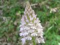 Anacamptis pyramidalis (apocromia)